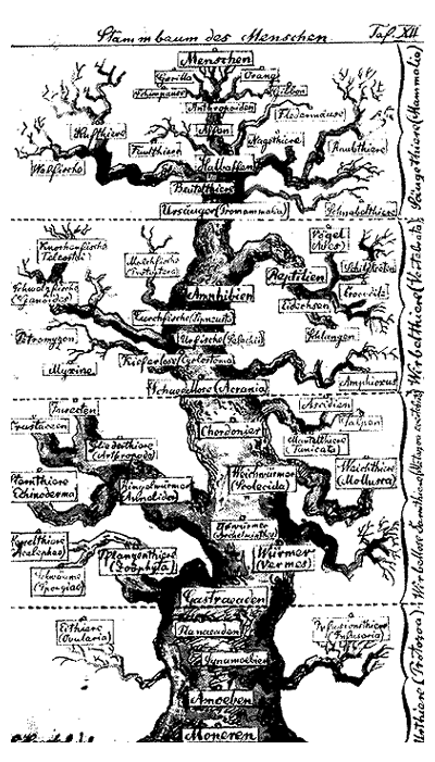 genealogy-tree.gif